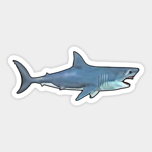 Great White Shark Carcharodon carcharias Sticker